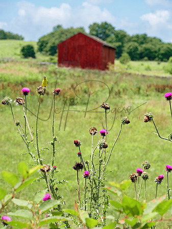 Shaker_Thistles3460