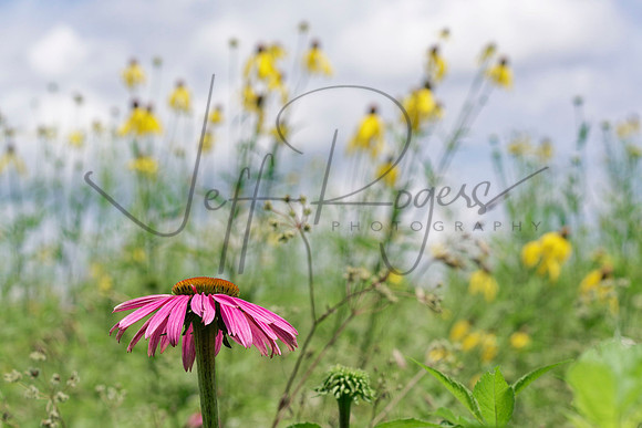 Shaker_Wildflower5283