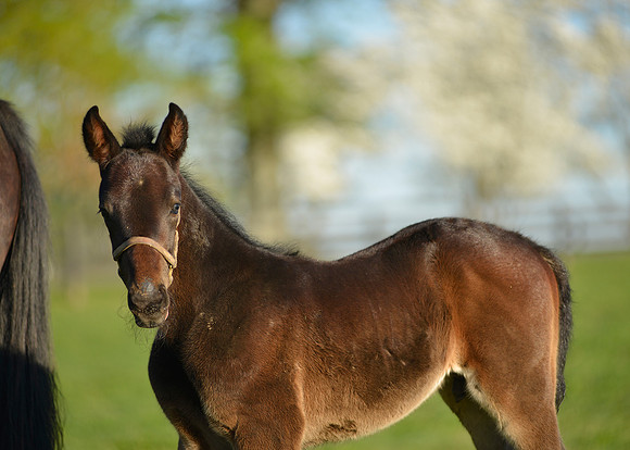 HorseHunterton093