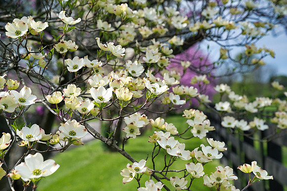 Dogwoods_Redbuds7765_10
