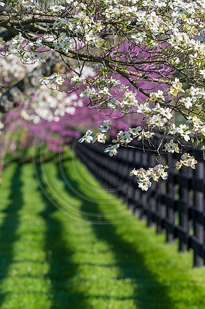 Redubds_Dogwoods_Fence-9995web