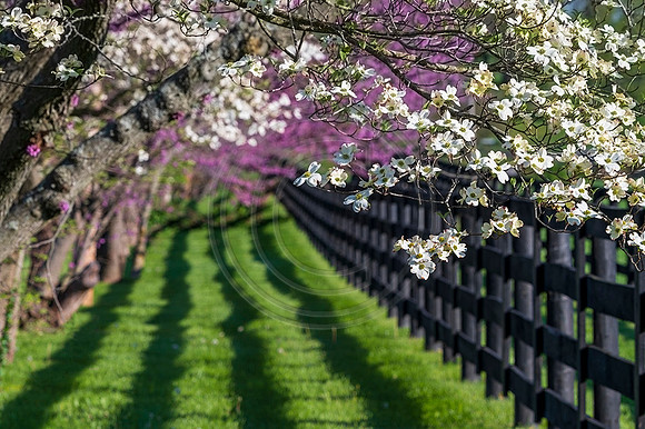 Redubds_Dogwoods_Fence-9999web