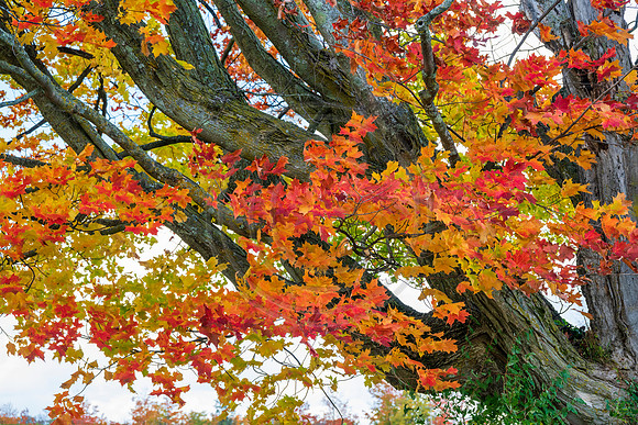 Michigan-0791