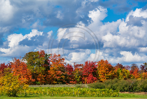 Michigan-0795