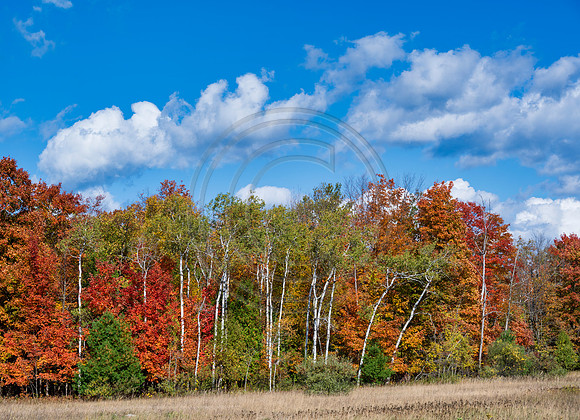 Michigan-0879