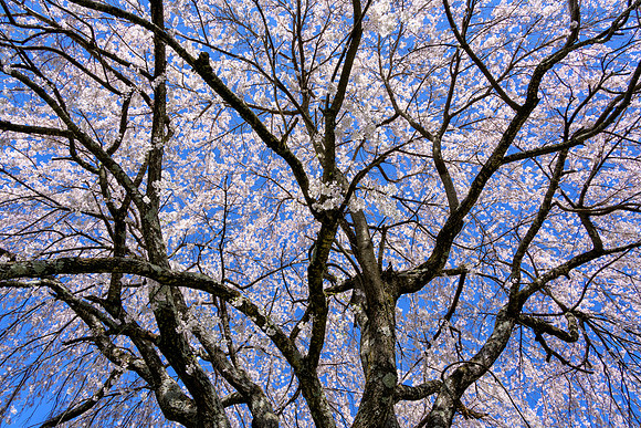 KY-Trees_Blooms6559