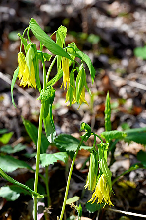 _JRP2693_Radiant
