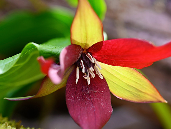 _JRP2759_Radiant