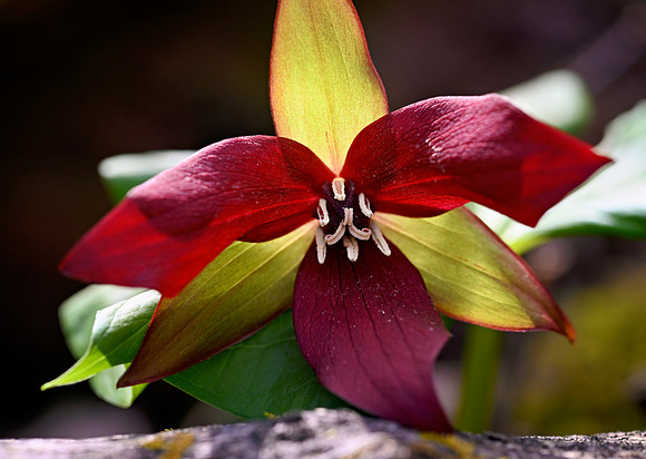 _JRP2755_Radiant