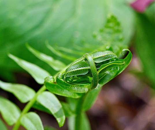 _JRP2864_Radiant