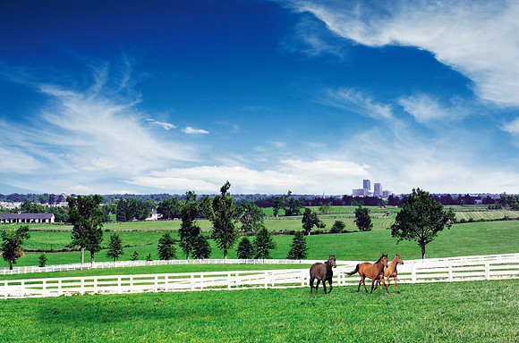 Horse_Sky6571