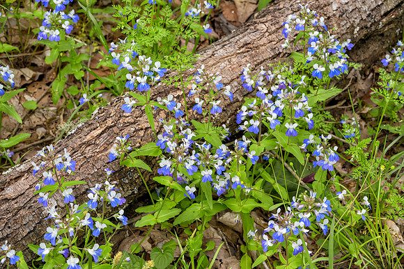 KY-Wildflowers8035