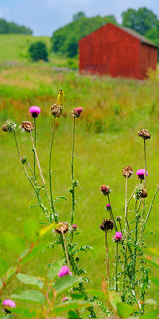 GFXS3460_Radiant_crop