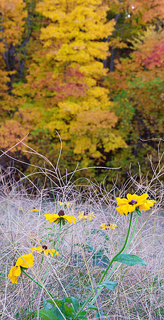 GFXS3674_Radiant_crop
