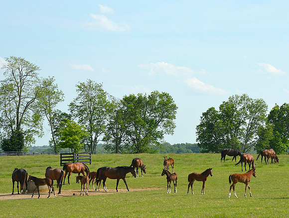 horses_w1816