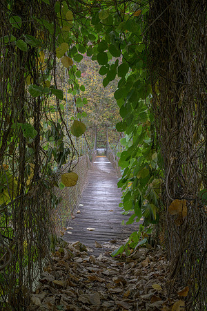 Fall_E_KY-2421