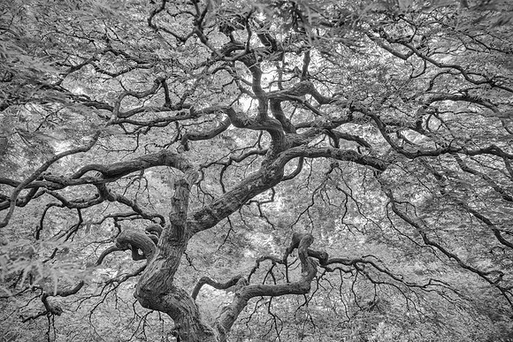 Oregon_Tree-4916bw_18x28