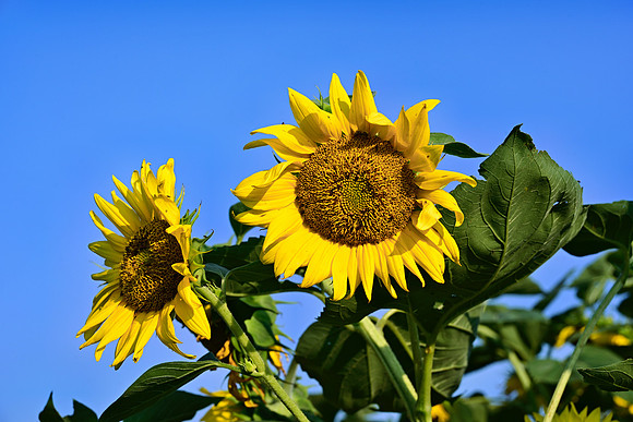 _JRP5738_Radiant