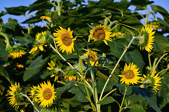 _JRP5810_Radiant