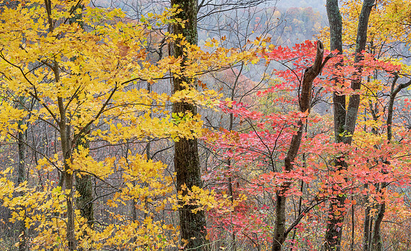 Fall_E_KY-2740