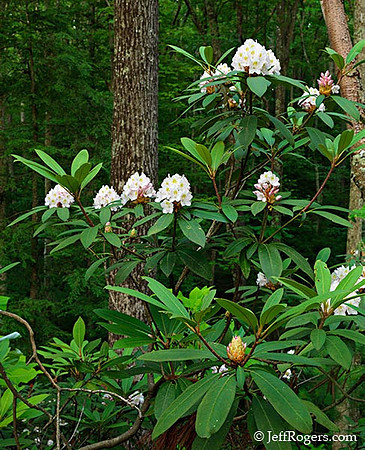GorgeRhododendron_1219684web