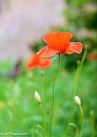 Tuscany--9