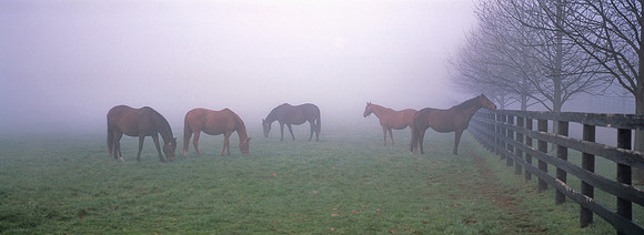 Horses_3ChimneysFog