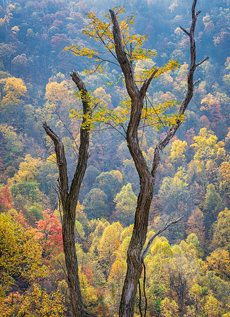 Fall_E_KY-2694