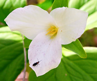 _JRP2859_Radiant