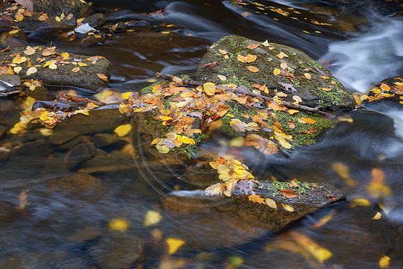 Autumn4772
