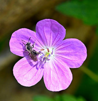 _JRP2875_Radiant