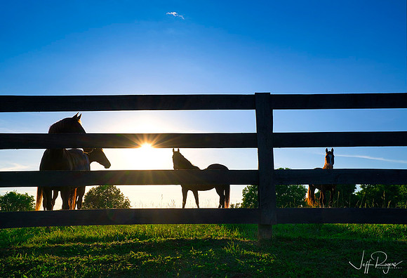 Horses_sunset8657w