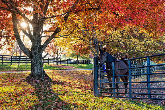 Horse_Fall_Sunset4110