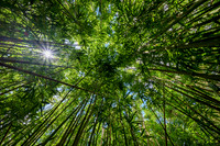 Hawaii-6089_Radiant