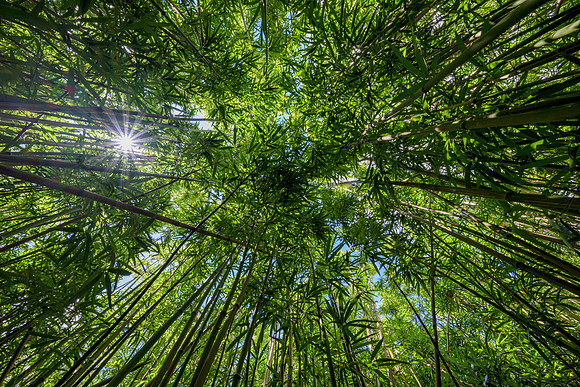 Hawaii-6089_Radiant