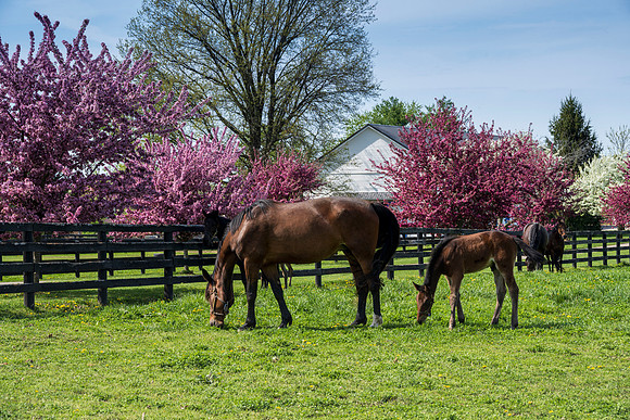Horses_Spring-7059