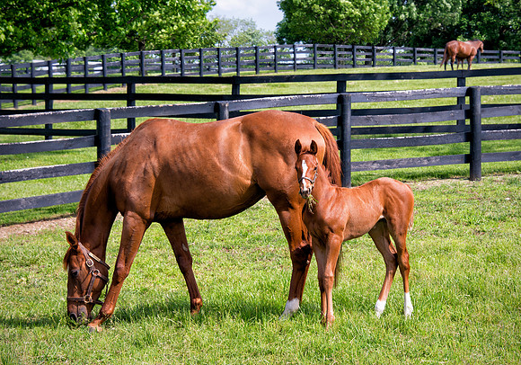 Mare_foal1765_14x20