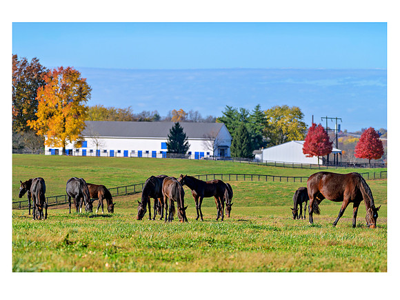 Horse6588_20x30