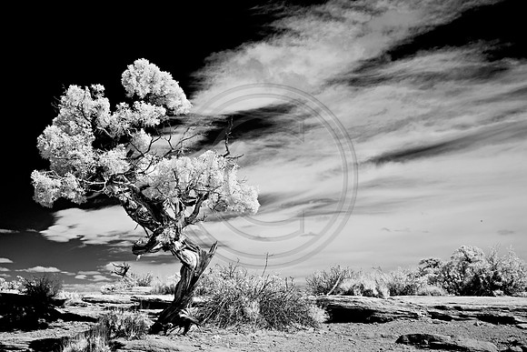 _JRP8678_Radiant