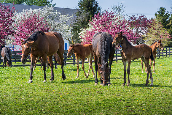 Horses_Spring-7053