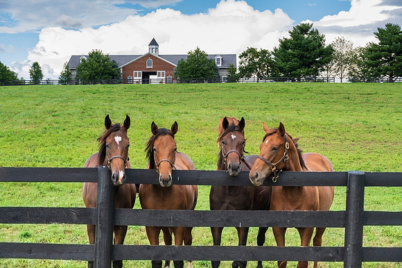 Horses-8931