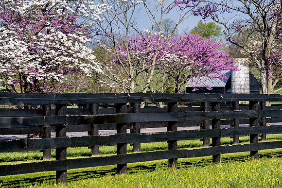 Dogwood_fence_7447-16x24