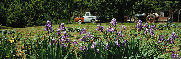 Iris_Truck