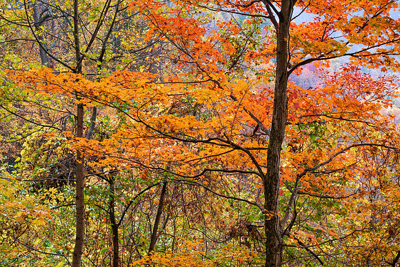 Fall_E_KY-2607_30