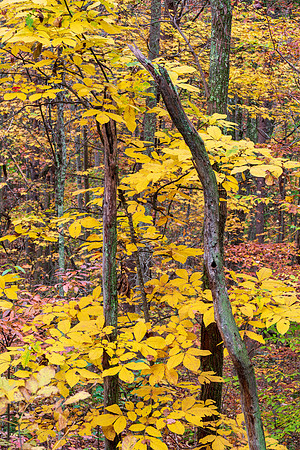 Fall_E_KY-2415
