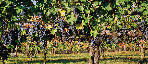LoversLeapWinery