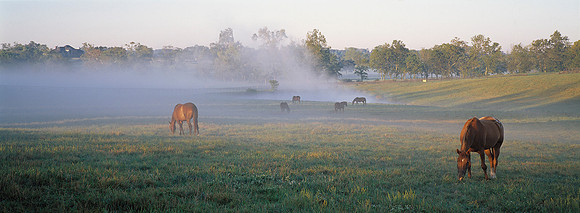 horses-am-mist