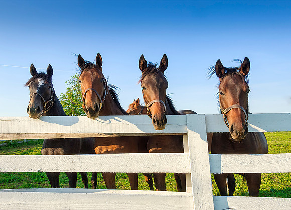 Horses3377w