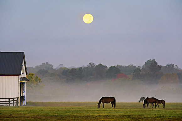 Horses_Hunterton7498w