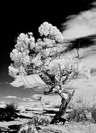 _JRP8677_Radiant